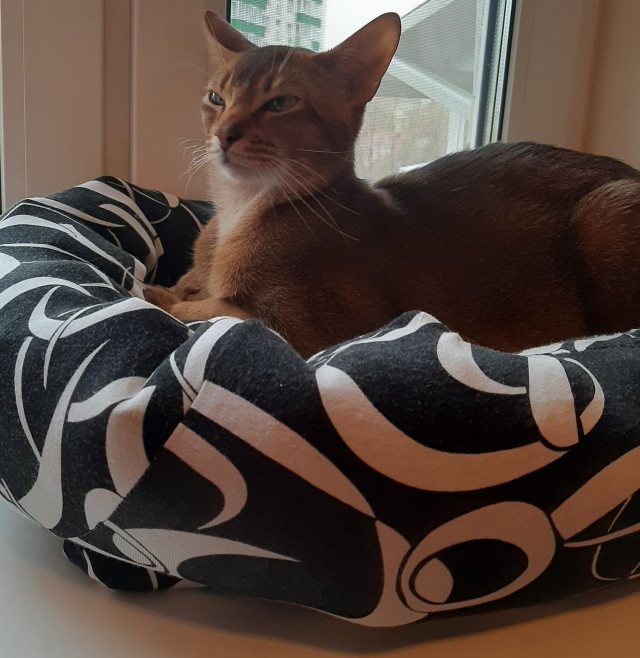 Как я кота к унитазу приучил
