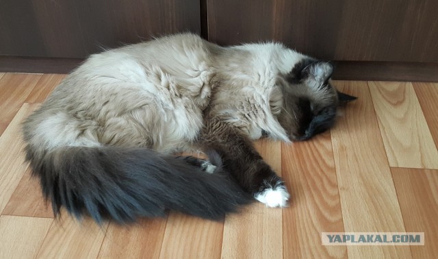 Как помочь бедному кошу, страдающему от жары?