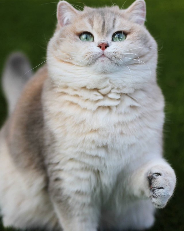 Эти забавные животные