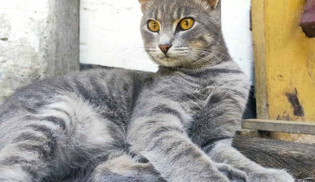 Котовторник