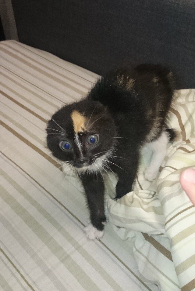 Котаны со странностями