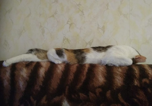 А ваша кошка так делает?