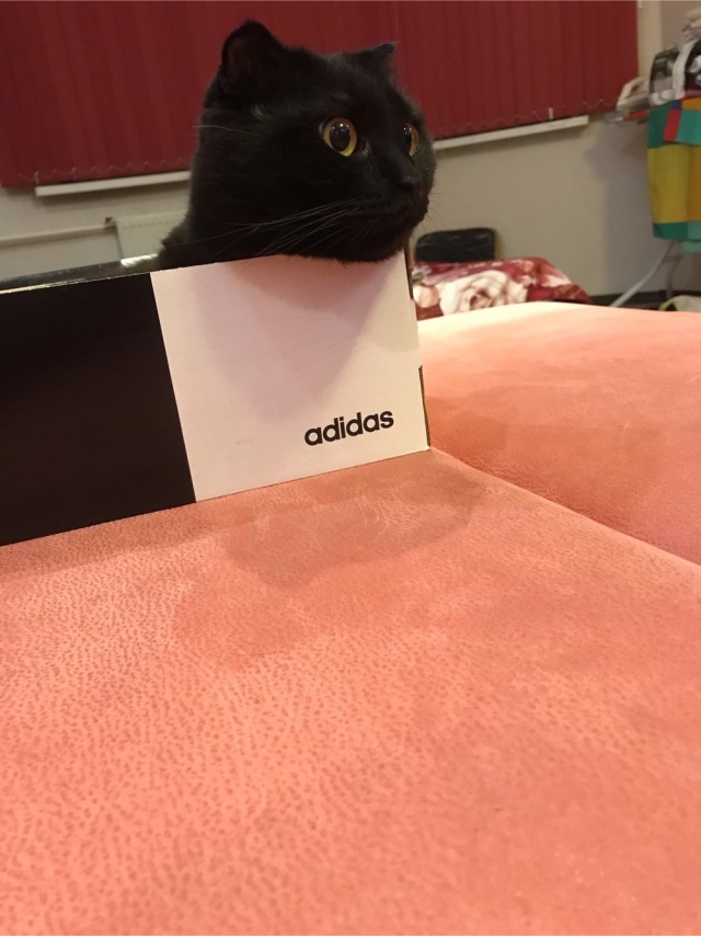 Котовторник!