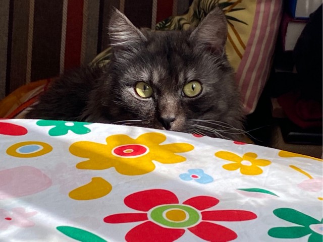 Котовторник же!