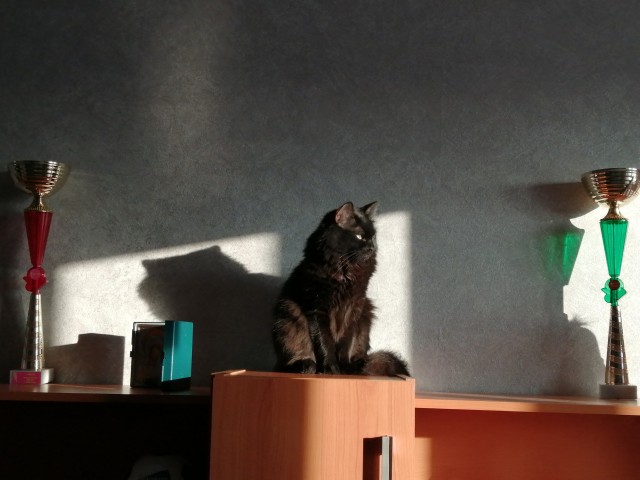 Даешь котовторник!