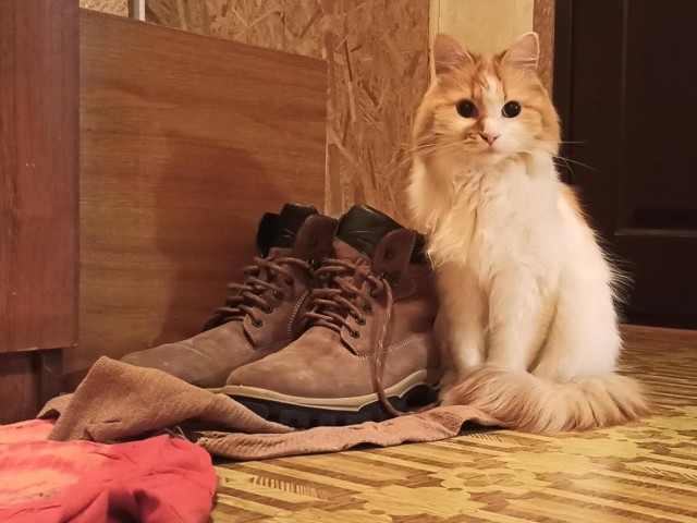 Мечта каждого кота