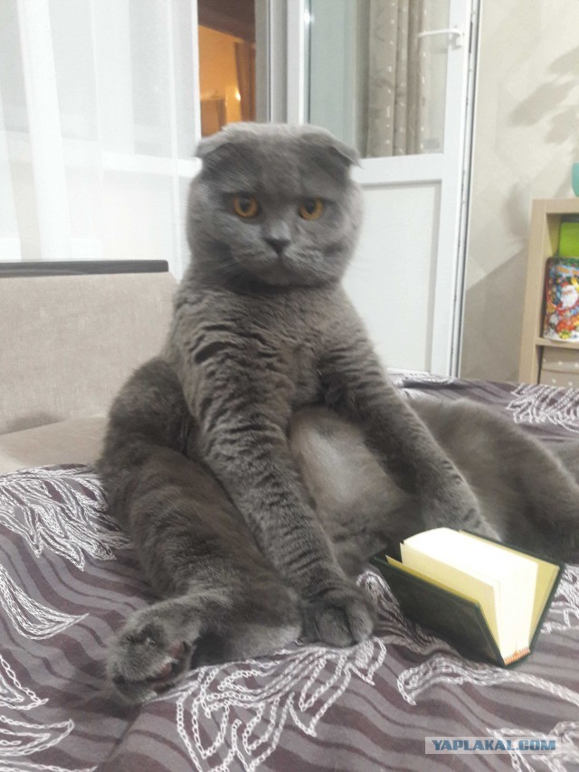 Погнали! С котовторником, други!