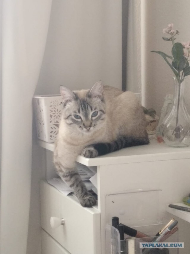 Котовторник 05.10.21 г