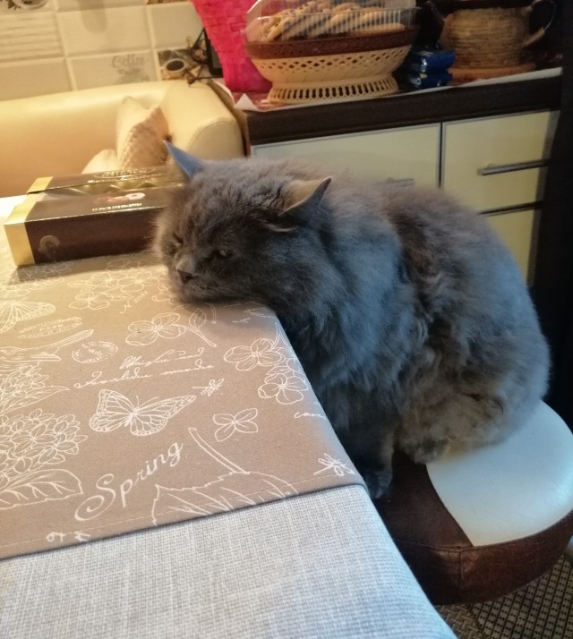 Котовторник. Февраль