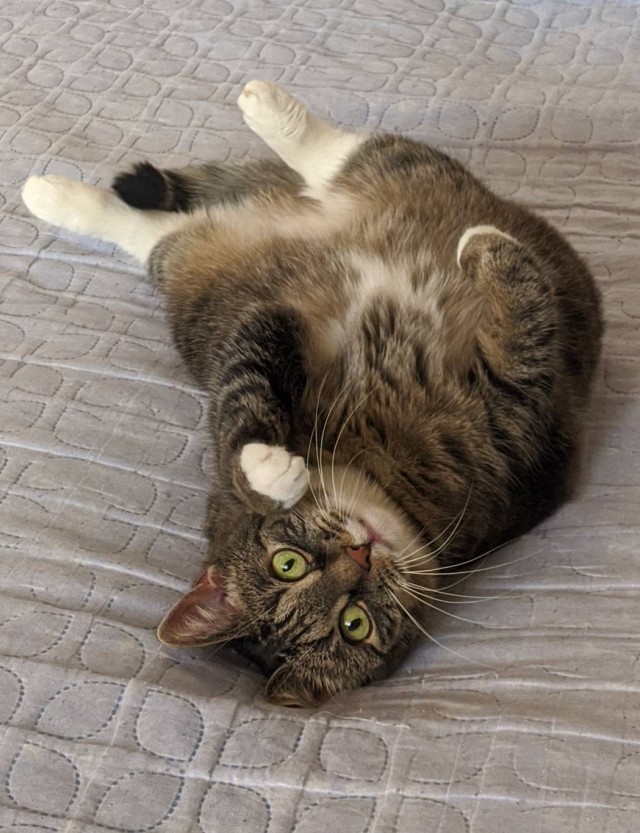 Котовторник