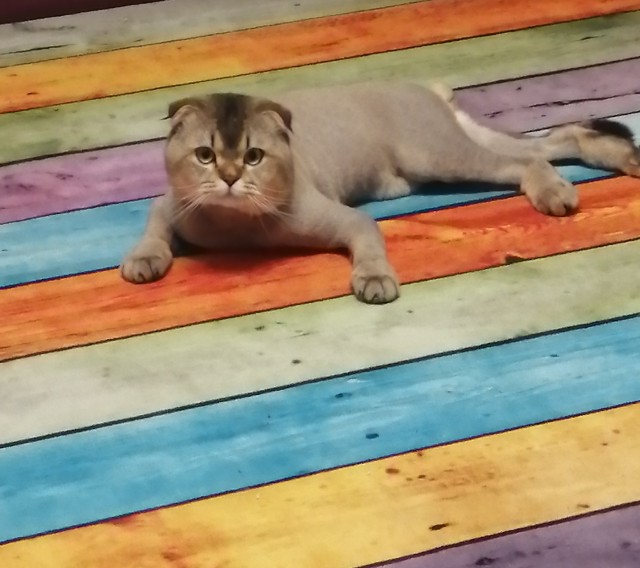 Котовторник.