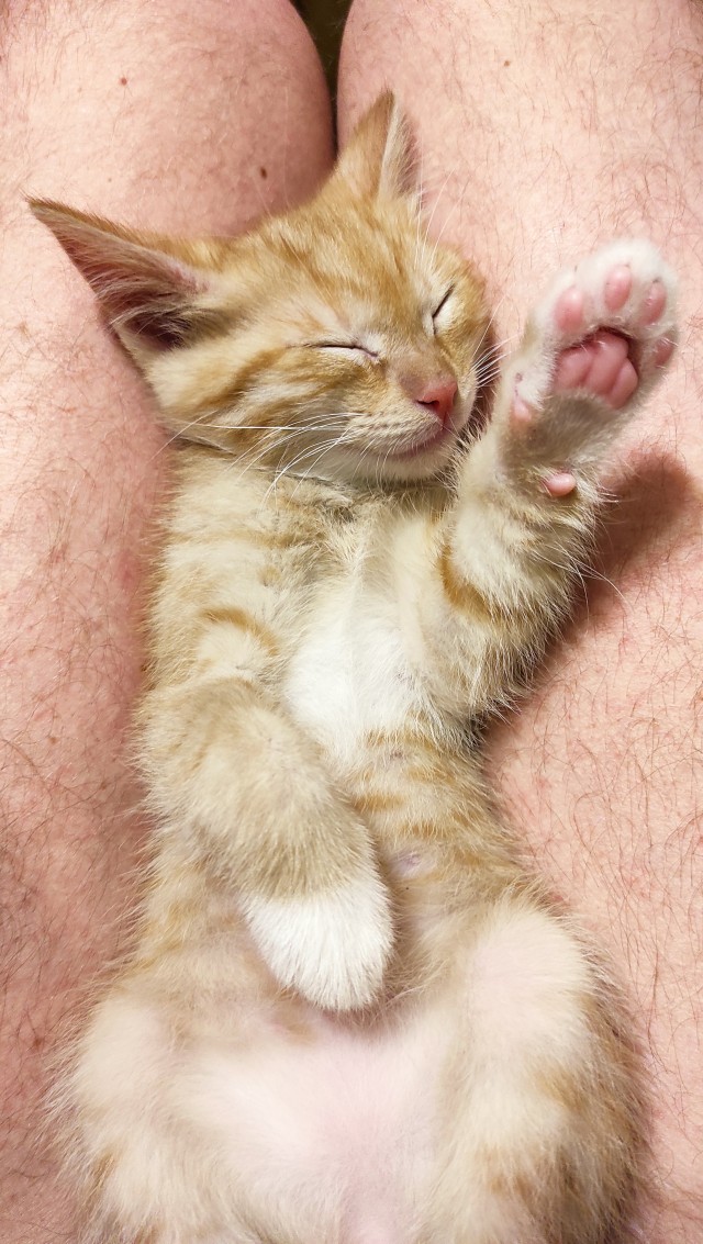 Котовторнику быть