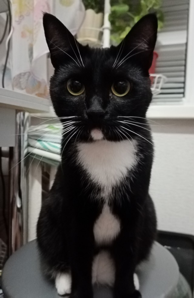 Котовторник 19.07.22