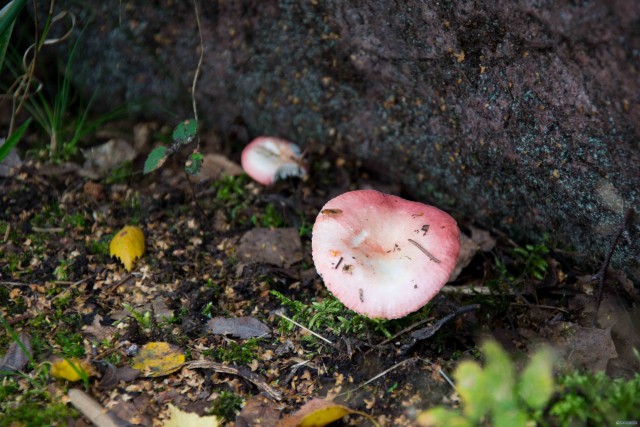 Поездка в Выборг