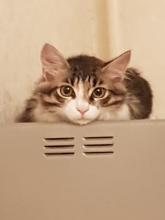 Немного милоты в котовторник