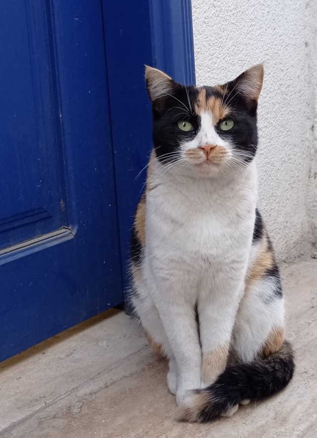 Кошаки. Греческие