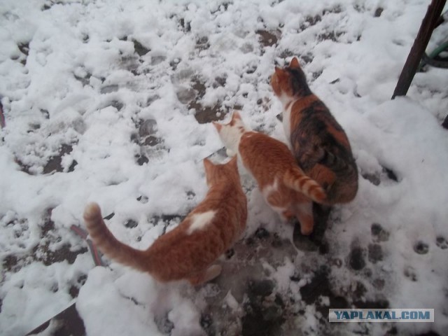 Жизнь домашнего приюта для котеек 430