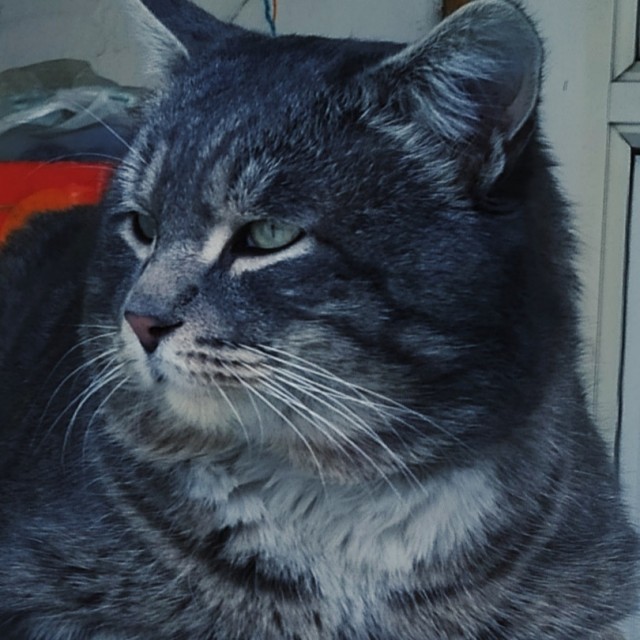 Вы хочите кошек, их есть у меня...