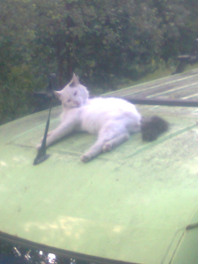 Коты белые, 12 литров