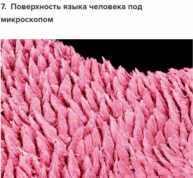 Женский сосок