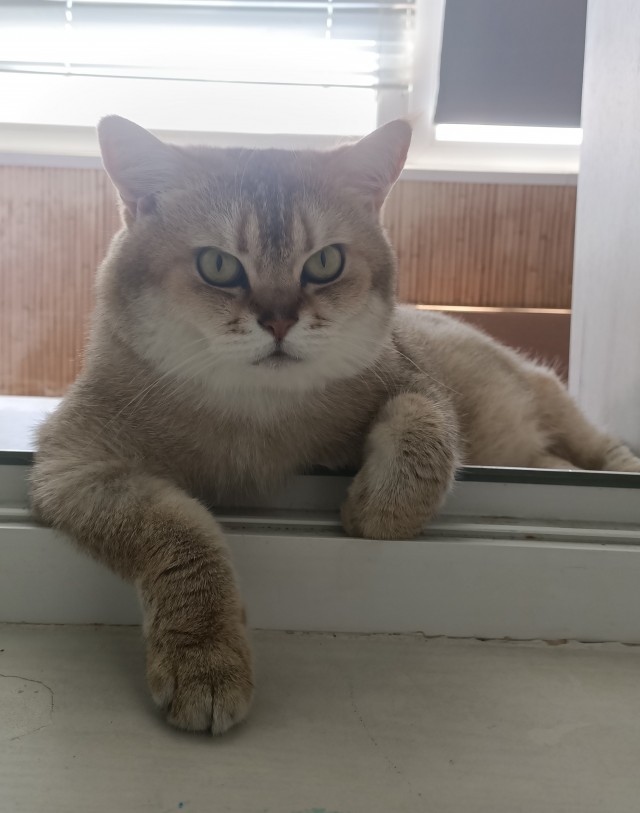 Мои лапищи!