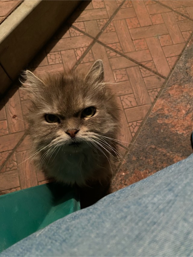 Снимки очень злых котов, которые всё равно остаются милашками