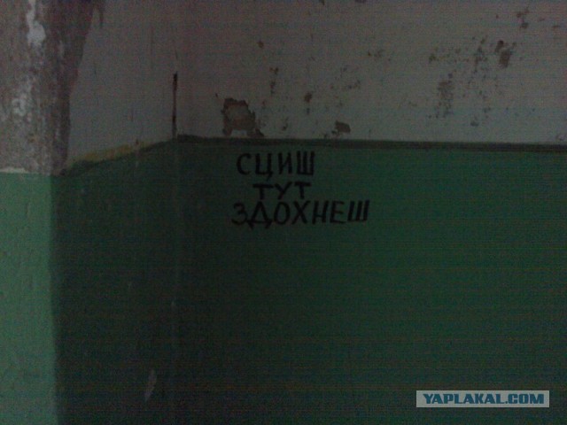 Якась скотина