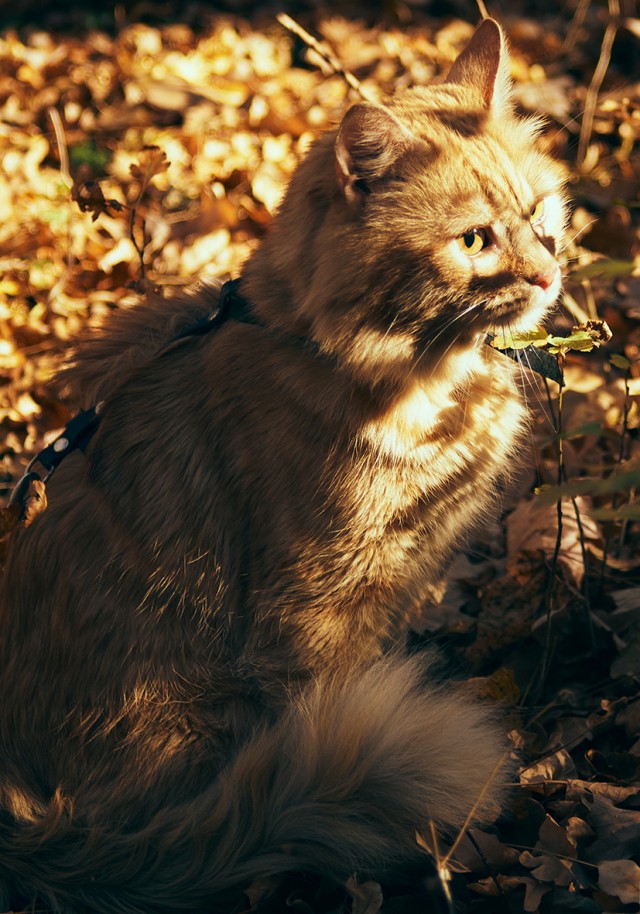 Осенняя кошка