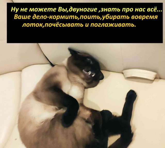 Позы для сна у кошек - что они означают?