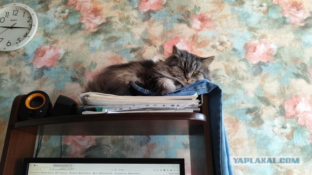 Всех с котовторником