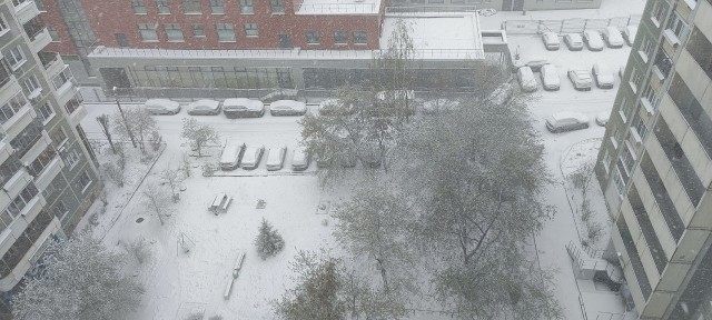 Это май баловник, это май чародей...