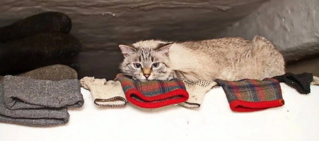 Коты деревенской породы