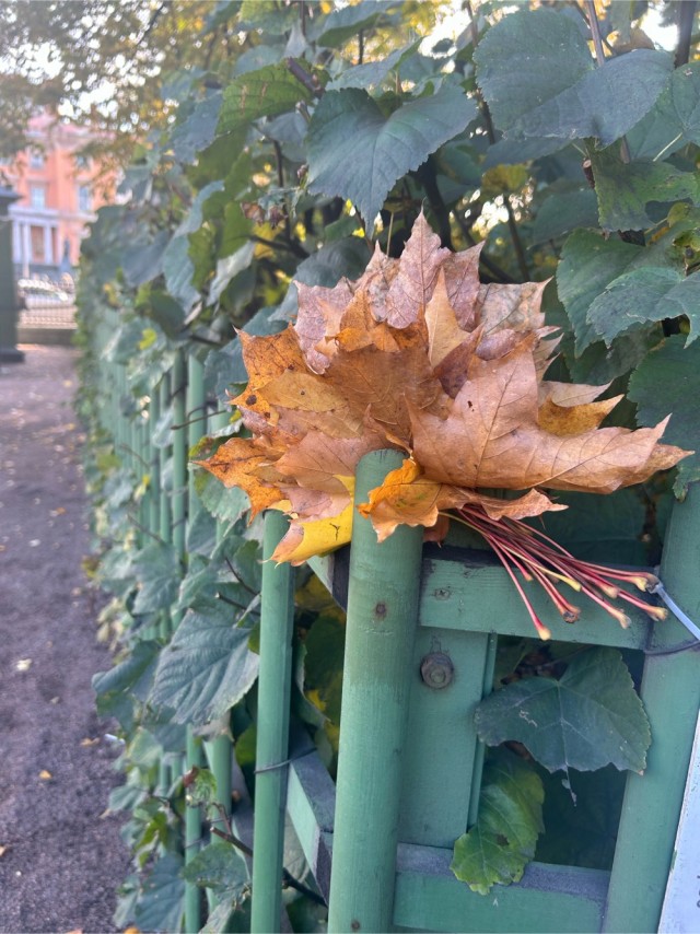 Санкт-Петербурга много не бывает!