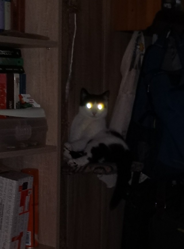 Гадкий котёнок