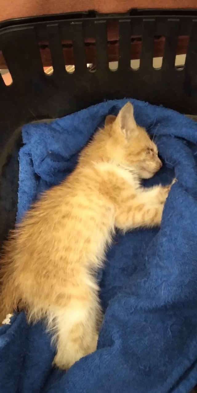Котовторник 05/11/2024