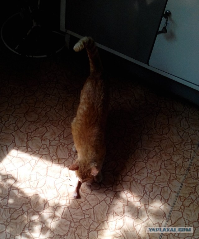 Котовторник 04.06.2013
