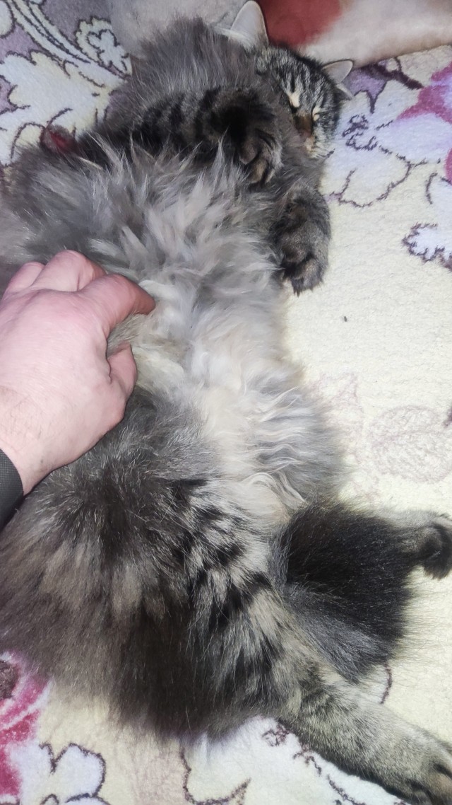 Котовторник 31.12.2024. Последний котовторник года