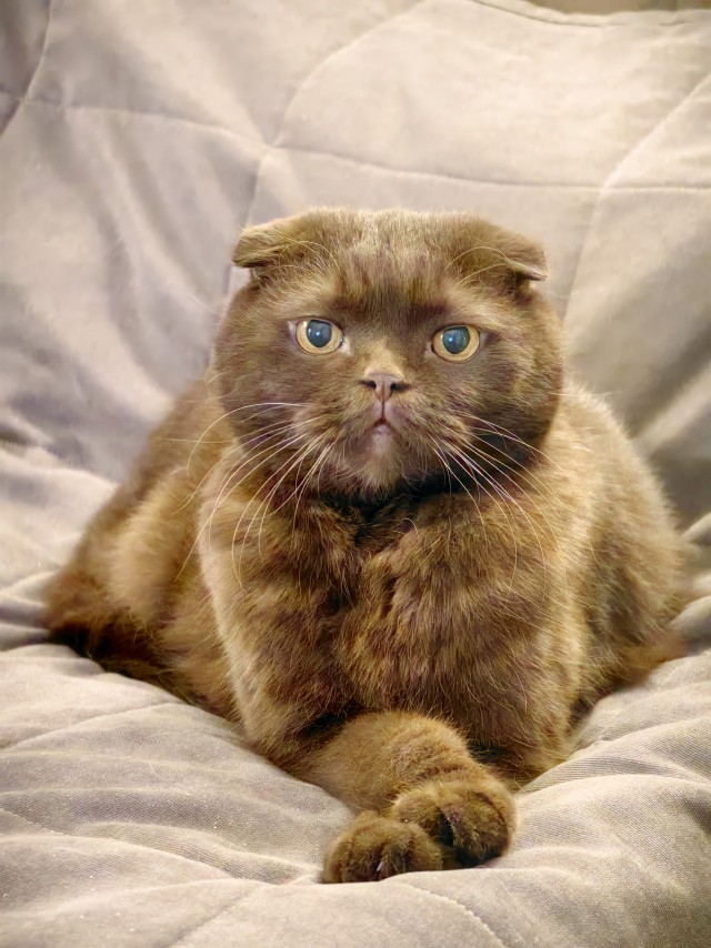 Есений (котовторник)