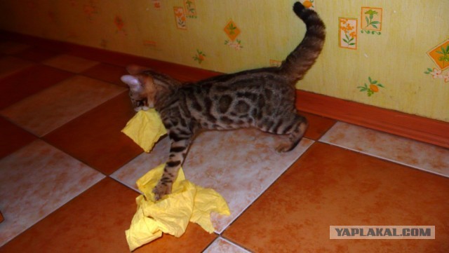 О бенгальских котах на наглядном примере