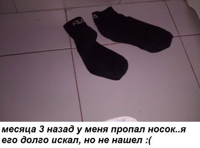 Хомяк нашелся!