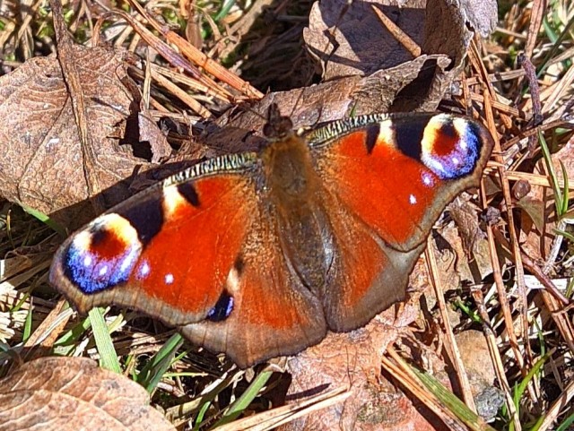 Литературная беседка v.1