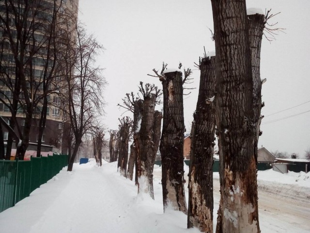 Секвойная лихорадка