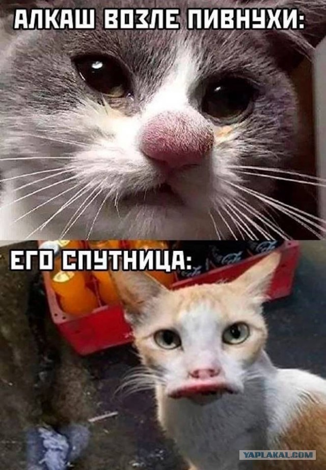 Веселое настроение в картинках (14.07.2025)