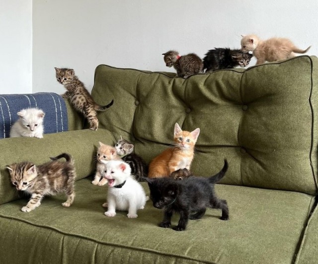 Вторник- опять котятки. Много...