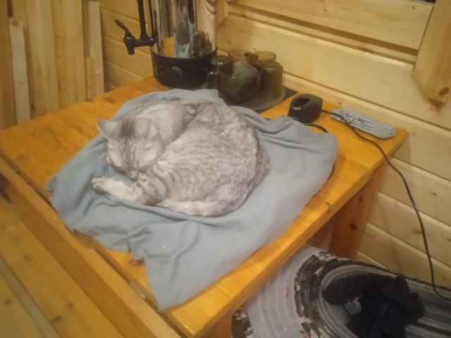 Не зря говорят, что у котов 9 жизней