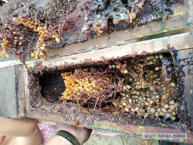 День Всех Гнилых ( пародия )