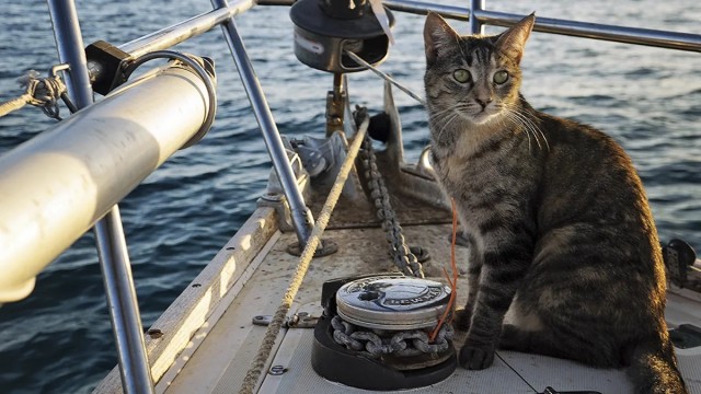 Зачем моряки держали кошек на кораблях — и это не про крыс