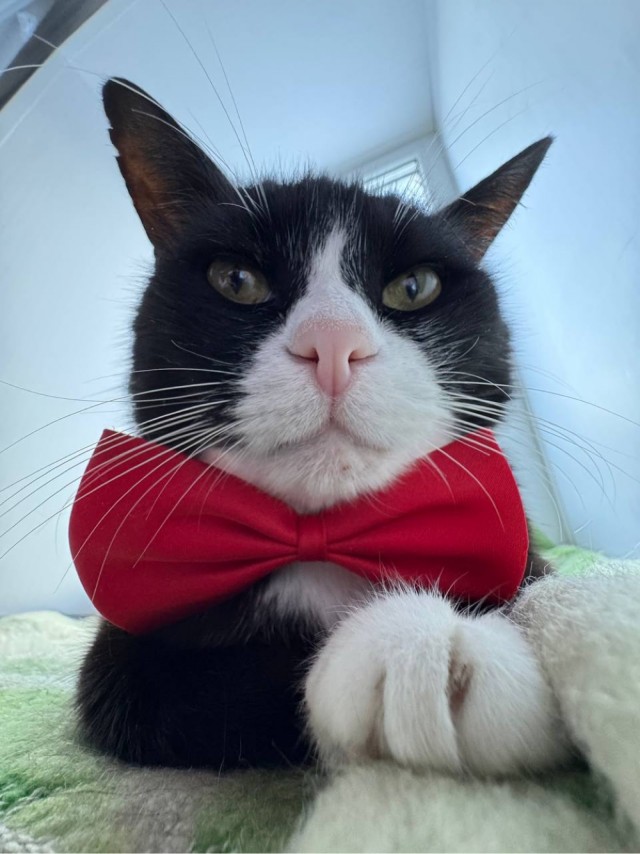 Гангста коты