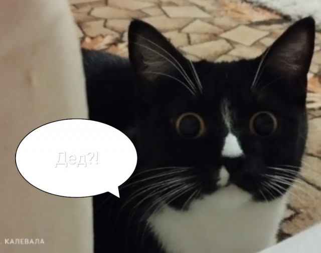 17 лет Коту ( примерно)