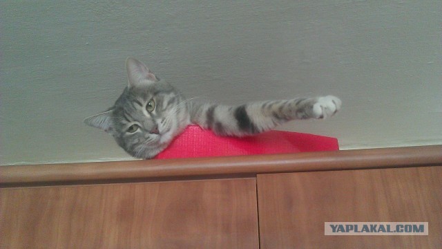 О бенгальских котах на наглядном примере